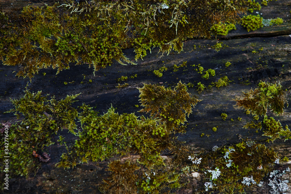 Natural texture of moss on wet wood - soft forest floor on the ground and on the stump. Concept frame and background for the forest theme in brown and yellow-green with space for text Natural texture of moss on wet wood - soft forest floor on the ground and on the stump. Concept frame and background for the forest theme in brown and yellow-green with space for text