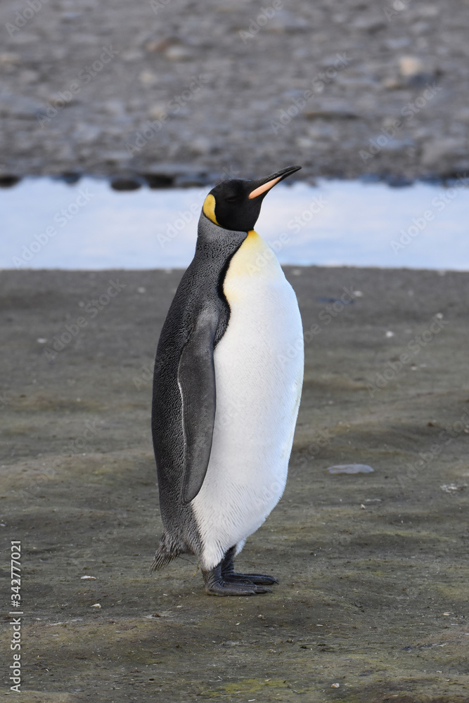 Fototapeta premium King penguin at Salisbury Plain, South Georgia Island