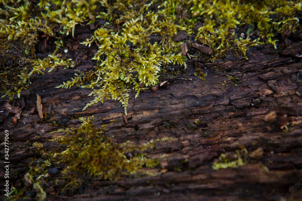 Natural texture of moss on wet wood - soft forest floor on the ground and on the stump. Concept frame and background for the forest theme in brown and yellow-green with space for text Natural texture of moss on wet wood - soft forest floor on the ground and on the stump. Concept frame and background for the forest theme in brown and yellow-green with space for text