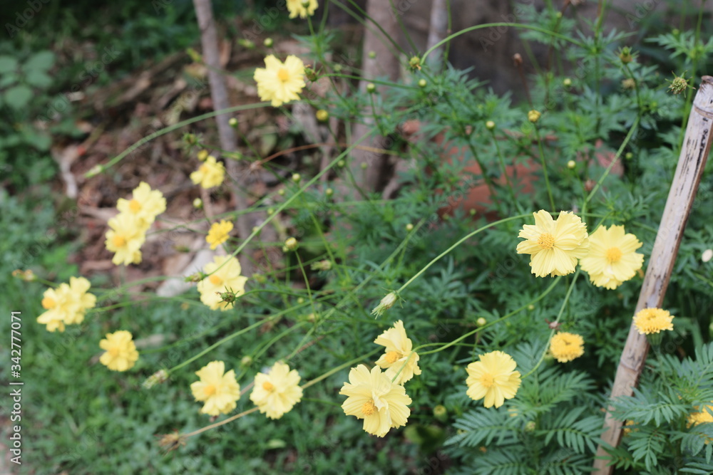 Obraz premium yellow flowers in the garden