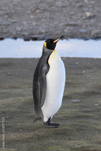 King penguin at Salisbury Plain  South Georgia Island