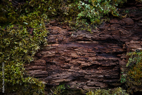 Natural texture of moss on wet wood - soft forest floor on the ground and on the stump. Concept frame and background for the forest theme in brown and yellow-green with space for text