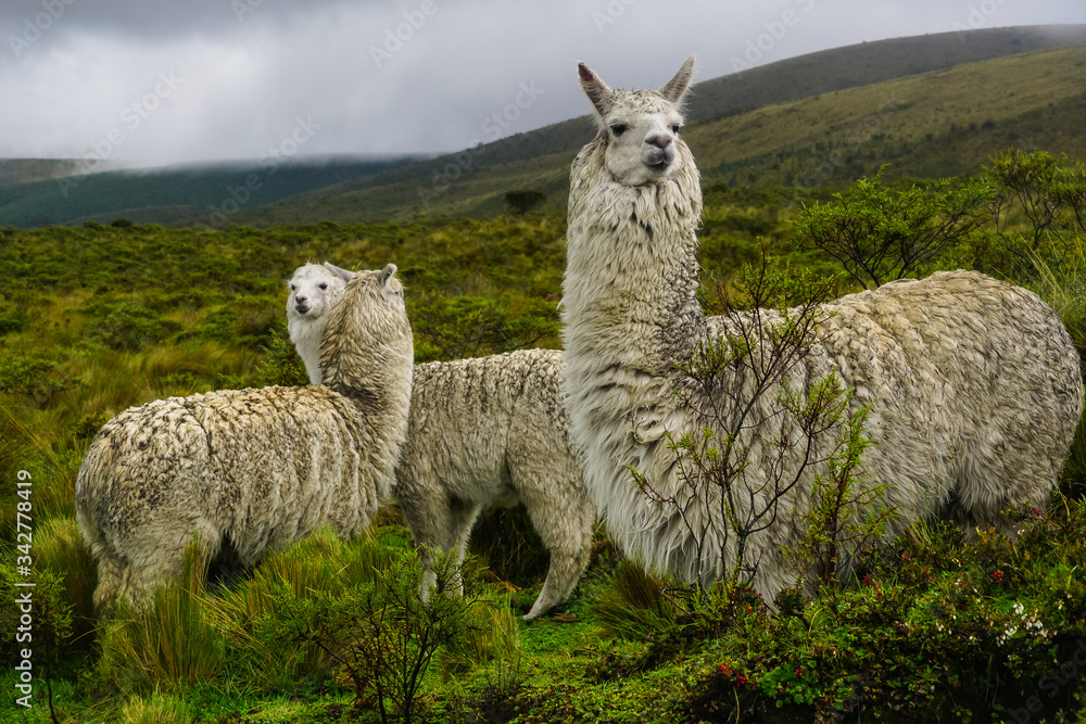 VOLCANO CORAZON, ECUADOR - DECEMBER 02, 2019: Lama Glama, llamas grazing under the rain on misty volcano slopes