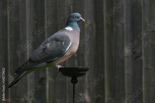 Wood pigeon perched on suet garden bird feeder