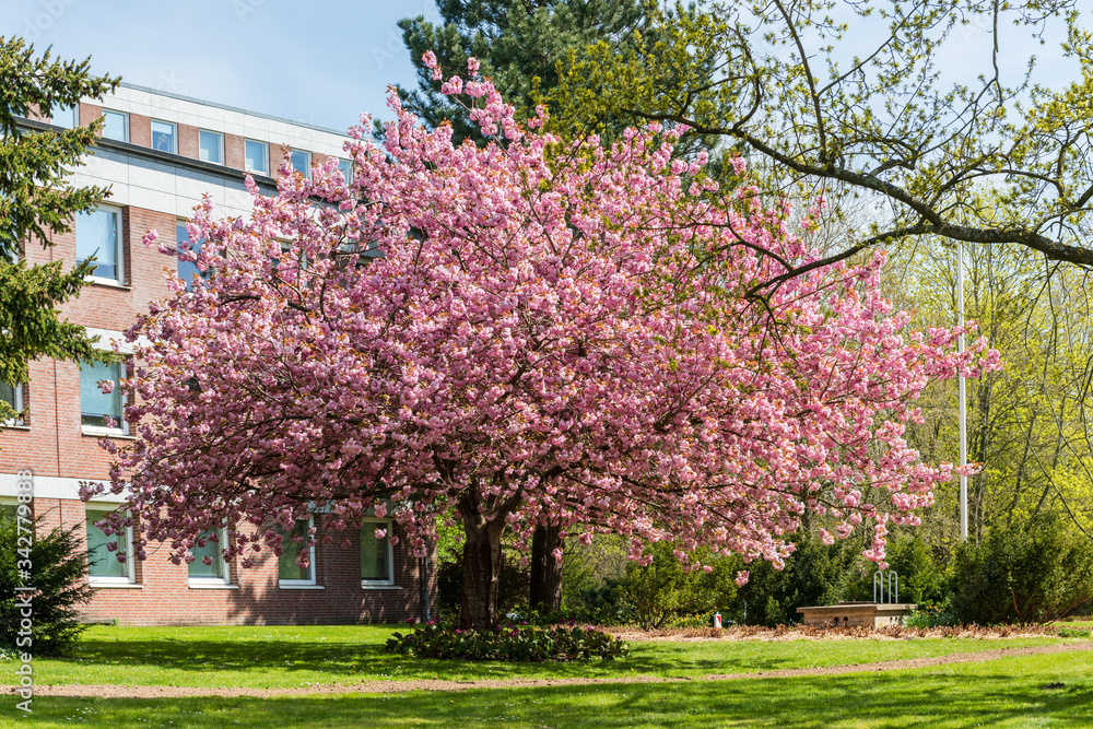 Naklejka premium Kiel an einem sonnigen Apriltag im Stadtteil Wik