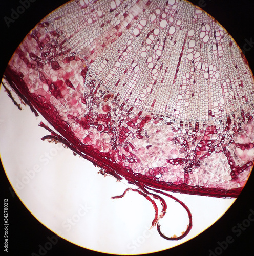 View in microscopy of secondary root for biology classroom education. photo