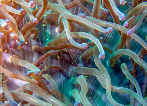 A Commensal Shrimp (Ancylomenes tosaensis) in an anemone photo