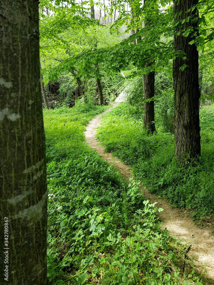 Obraz premium Path in the woods