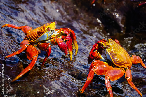 GALAPAGOS ISLANDS, ECUADOR - DECEMBER 16, 2019: Grapsus grapsus; Sally lightfoot crabs fighting on a rock on the sea shore photo