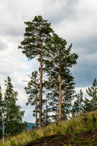 pine forest on summer day, long high trunks of coniferous trees