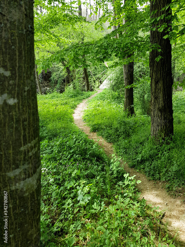 Path in the woods