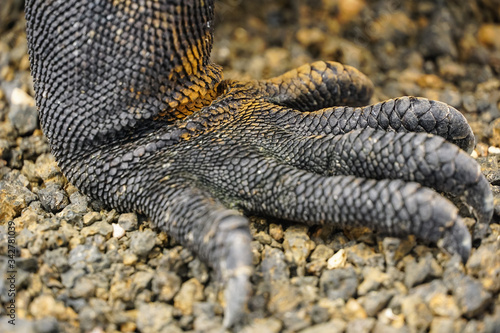 GALAPAGOS ISLANDS, ECUADOR - DECEMBER 16, 2019: Amblyrhynchus cristatus; Close view of the foot and claws of Marine iguana on a rock 