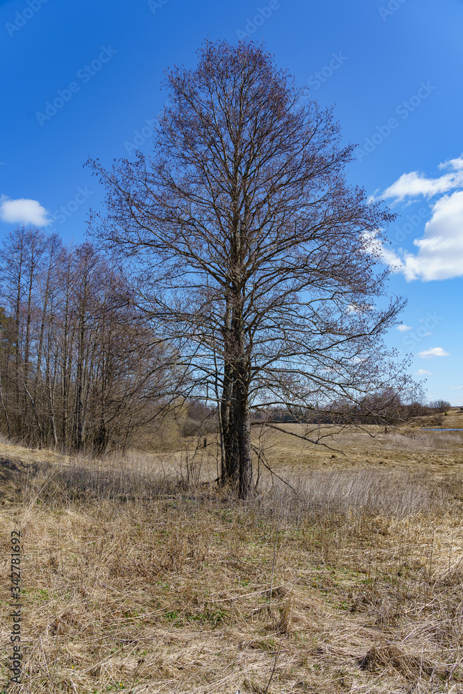 Fototapeta premium early spring alder without leaves in a field among last year's decayed grass