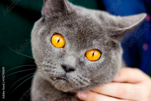 Closeup portrait of a surprised perplexed british cat.