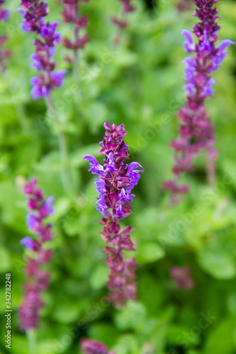Sage  Salvia  plant blooming in a garden