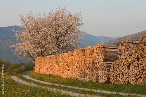 Holzweg photo