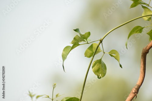 green leaves background
