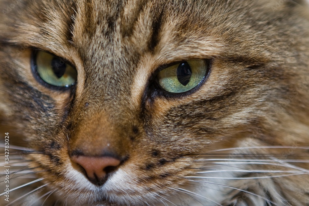 Katze Katze