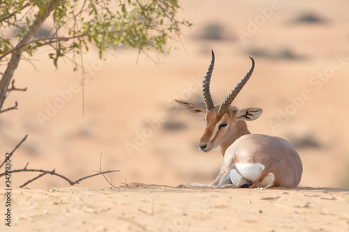 A single gazelle resting in the shade during say time.