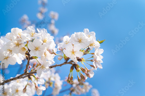 桜の写真。春のイメージ。新学期・入学・卒業のイメージ。