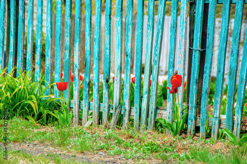 Red tulips on a background of an old fence