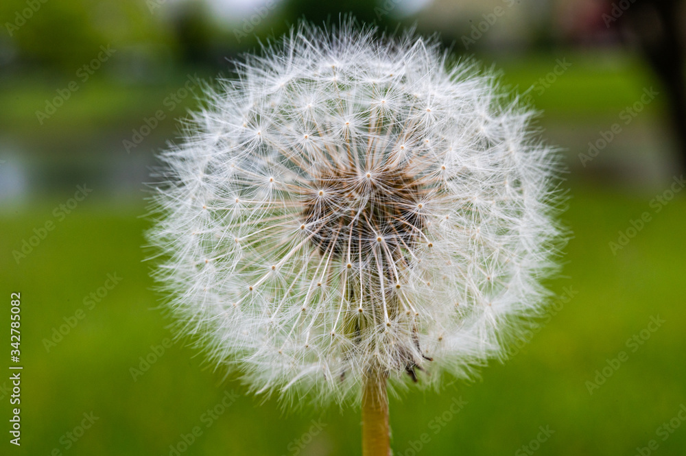 Fototapeta premium dandelion on green background