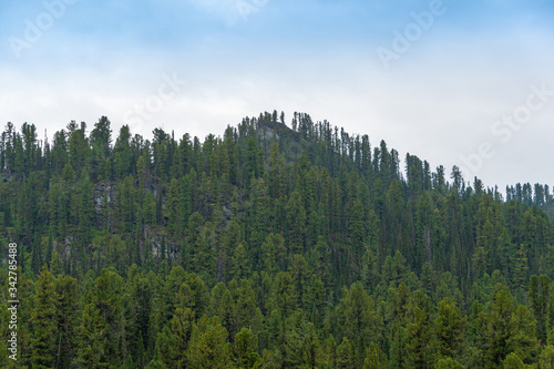 gentle hills covered with pines and firs on summer day, forest valley for traveling