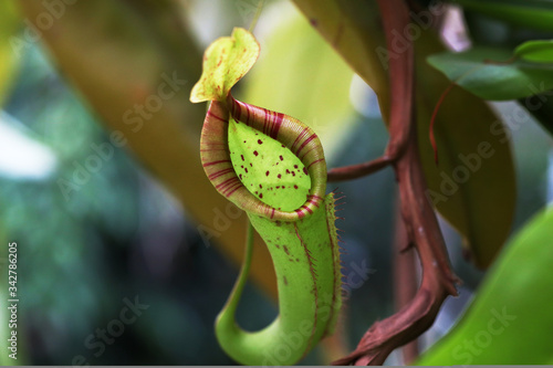 Close up photo of a nepenthes trap. Insectivorous plant photo