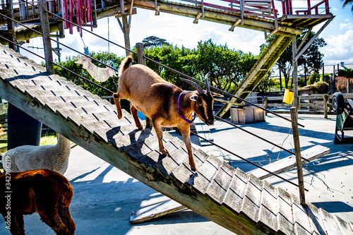 Goat coming down a ramp. Auckland, New Zealand