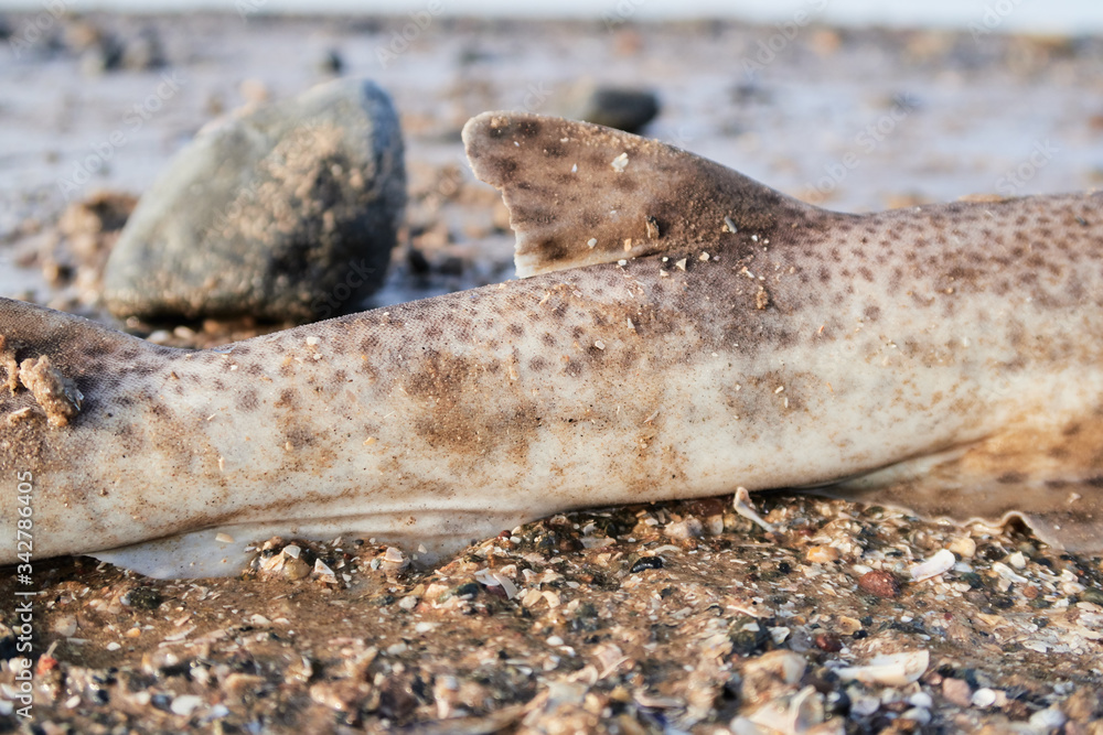 The spiny dogfish, spurdog, mud shark, or piked dogfish is one of the best known species of the Squalidae family of sharks, which is part of the Squaliformes order. Washed up shark on the beach The spiny dogfish, spurdog, mud shark, or piked dogfish is one of the best known species of the Squalidae family of sharks, which is part of the Squaliformes order. Washed up shark on the beach