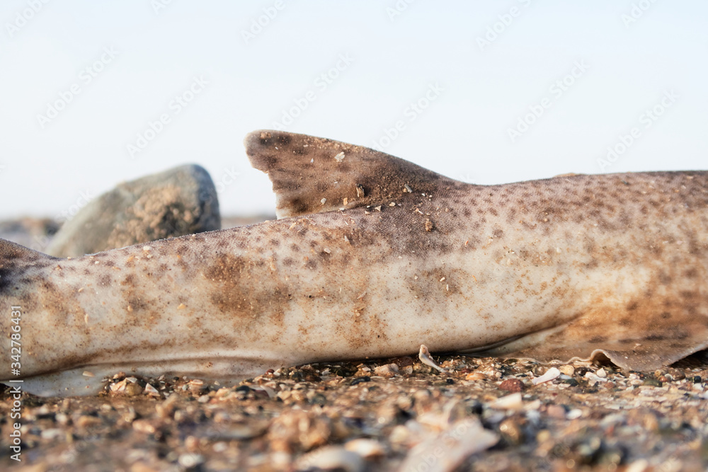 Foto Stock The spiny dogfish, spurdog, mud shark, or piked dogfish is one  of the best known species of the Squalidae family of sharks, which is part  of the Squaliformes order. Washed