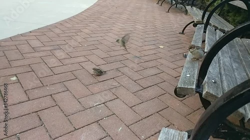 Wallpaper Mural Sparrows Flying in Slow Motion Torontodigital.ca