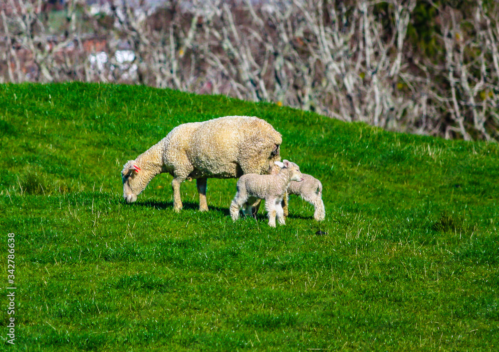 Fototapeta premium Sheep grazing in a field. Auckland, New Zealand
