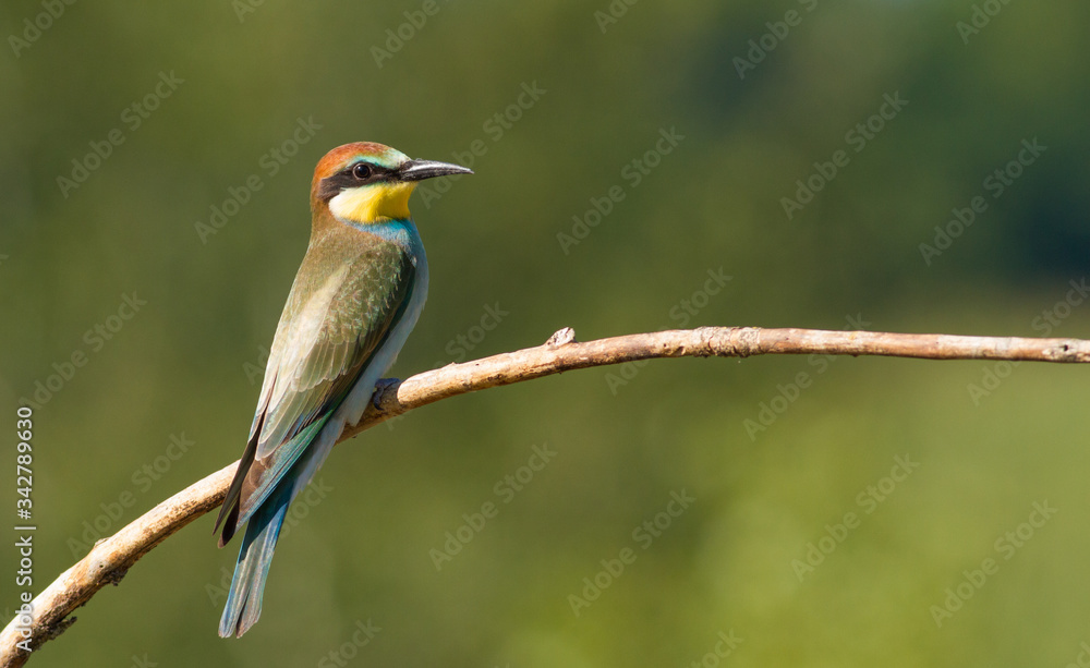 European bee eater, Merops apiaster, common bee-eater. Early sunny morning, the bird sits on an old dry branch. Young bird European bee eater, Merops apiaster, common bee-eater. Early sunny morning, the bird sits on an old dry branch. Young bird