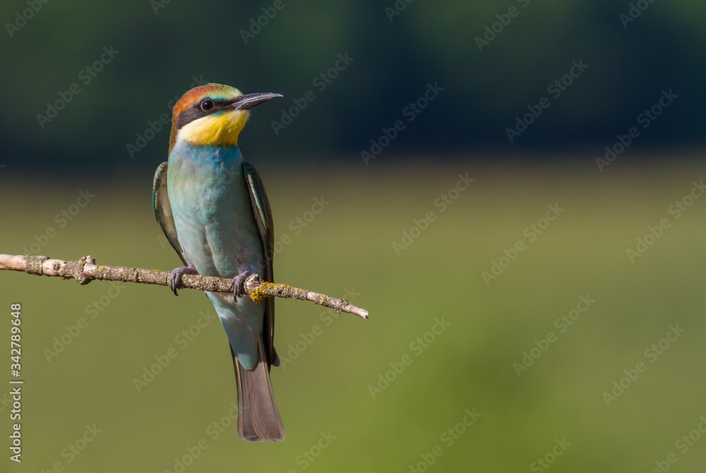 European bee eater, Merops apiaster, common bee-eater. Early sunny morning, the bird sits on an old dry branch. Young bird European bee eater, Merops apiaster, common bee-eater. Early sunny morning, the bird sits on an old dry branch. Young bird