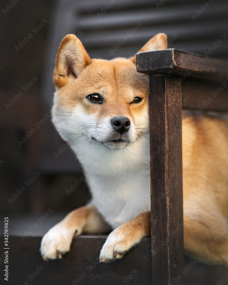 chien, shibainu, animal de compagnie, chiot, mignon, compagnon, compagnie, primitif, adorable, fourrure, poils, domestique, animal, japonais, portrait, canin, poilu, lof, pedigree, pose, japon, nature chien, shibainu, animal de compagnie, chiot, mignon, compagnon, compagnie, primitif, adorable, fourrure, poils, domestique, animal, japonais, portrait, canin, poilu, lof, pedigree, pose, japon, nature
