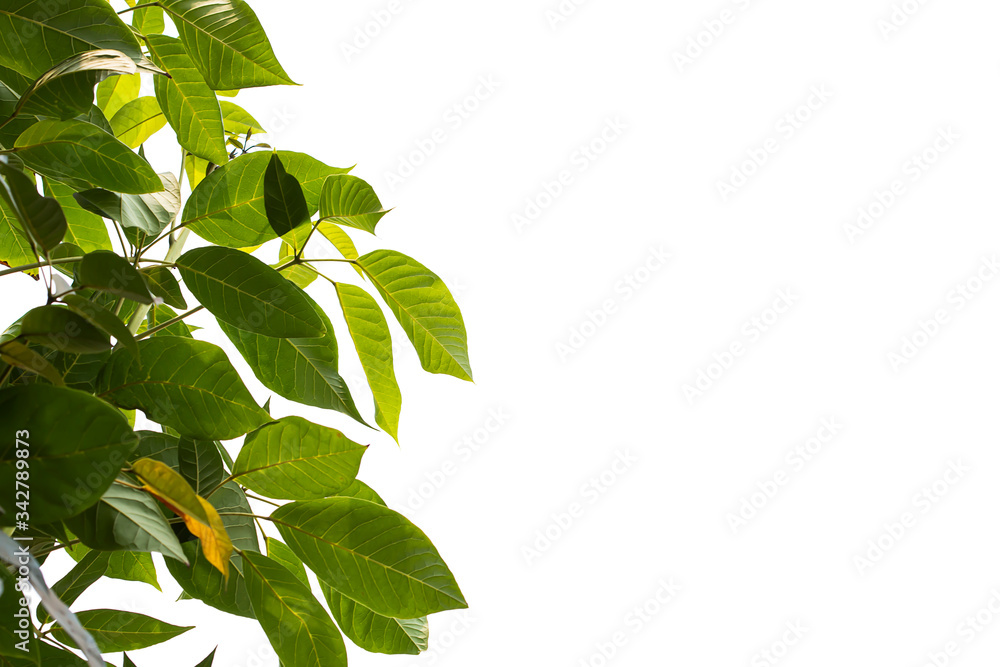 Light and dark leaves on a white background. Light and dark leaves on a white background.