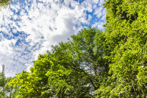 green tree crowns against a blue sky © dadamira