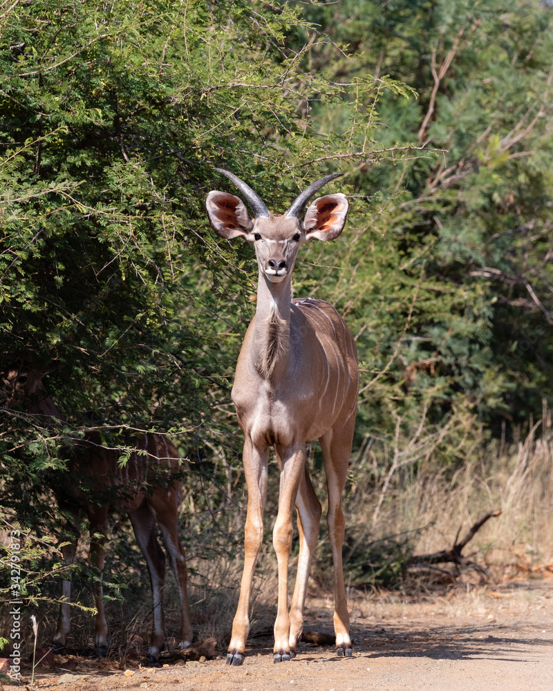Fototapeta premium Young kudu bull staring at the camera in Marakele National Park, South Africa