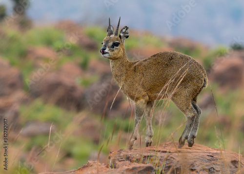 One klipspringer ram standing on a rock with its tongue out against a multi-coloured background in Marakele National Park, South Africa photo