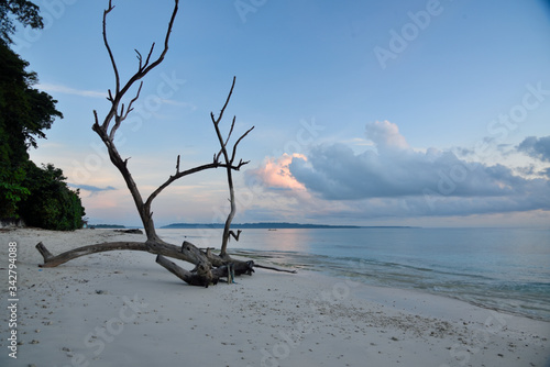 Fototapeta Naklejka Na Ścianę i Meble -  dead tree on the beach