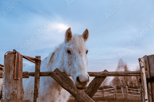 Beautiful white rural horse eats hay behind a wooden fence on blue sky