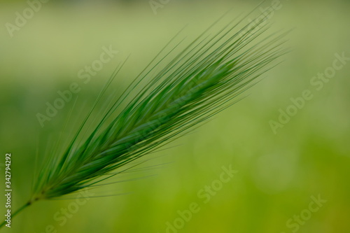 ears of grass of the poaceae family