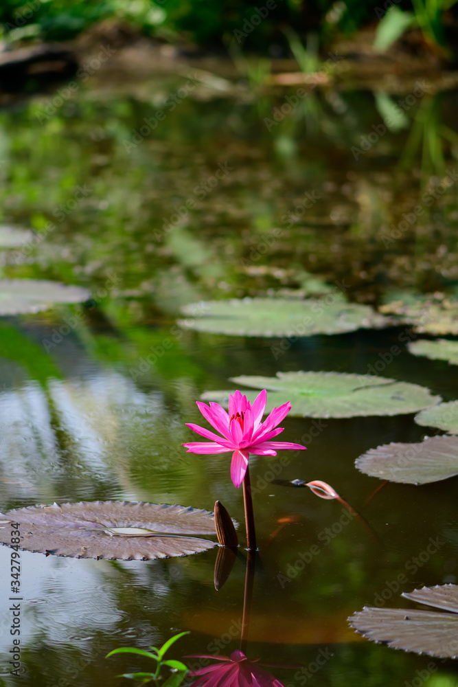 Pink lotus in the garden pond Pink lotus in the garden pond
