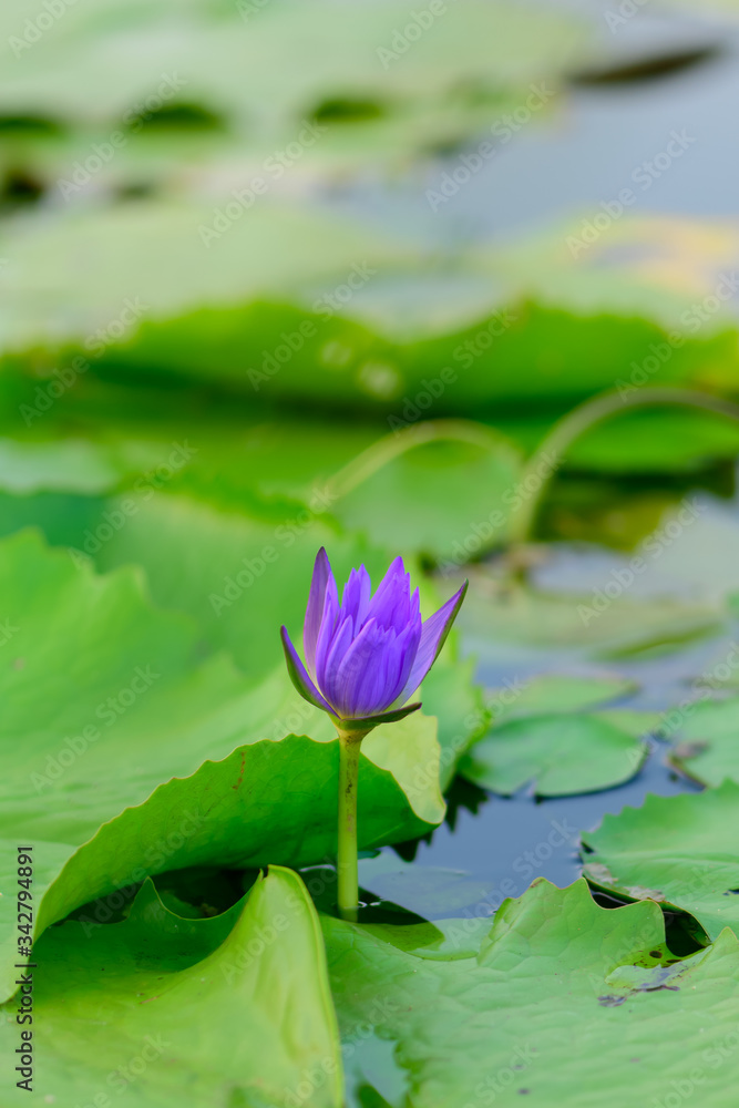 The purple lotus pool is in the pool in the garden. The purple lotus pool is in the pool in the garden.