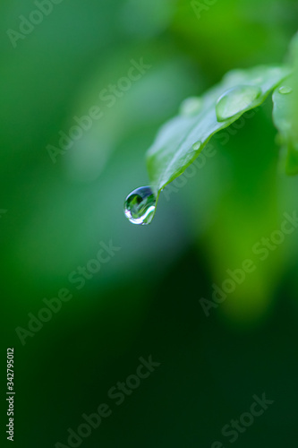 Raindrops on the leaves