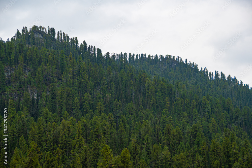 gentle hills covered with pines and firs on summer day, forest valley for traveling gentle hills covered with pines and firs on summer day, forest valley for traveling