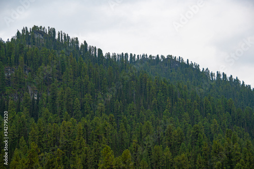 gentle hills covered with pines and firs on summer day, forest valley for traveling