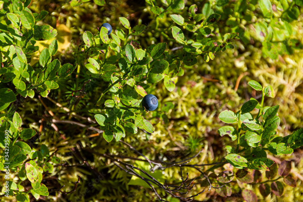 blue blueberries in taiga forest, healthy food for vision blue blueberries in taiga forest, healthy food for vision