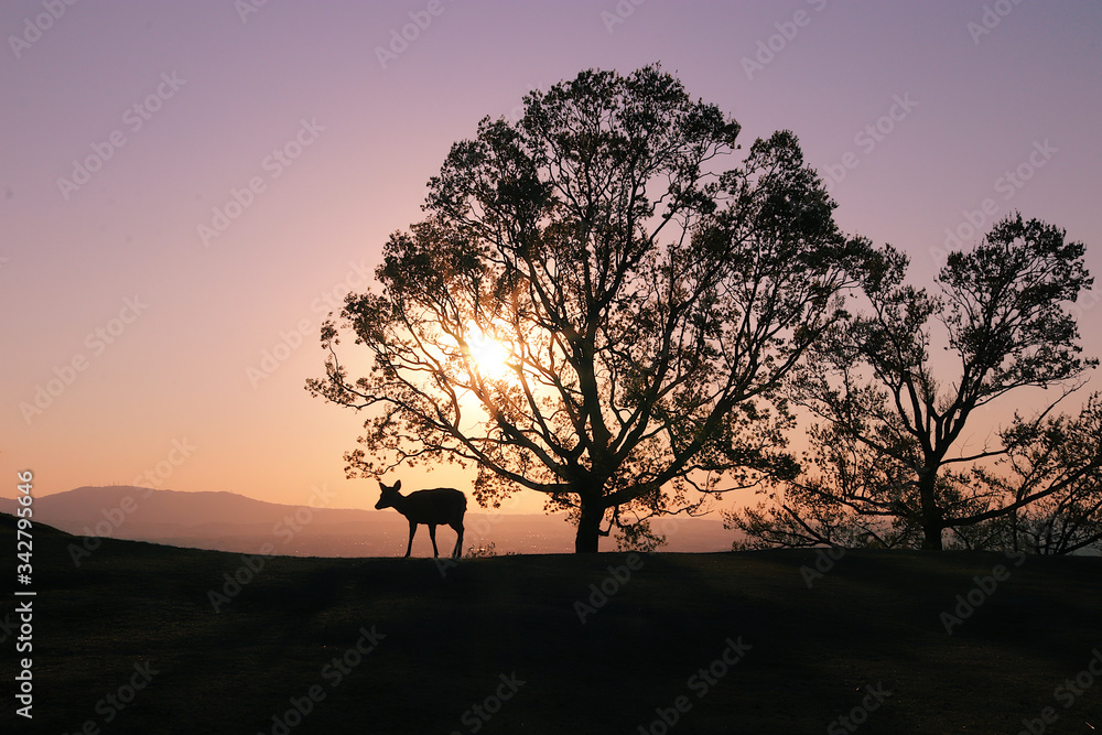 Fallow deer in the sunset